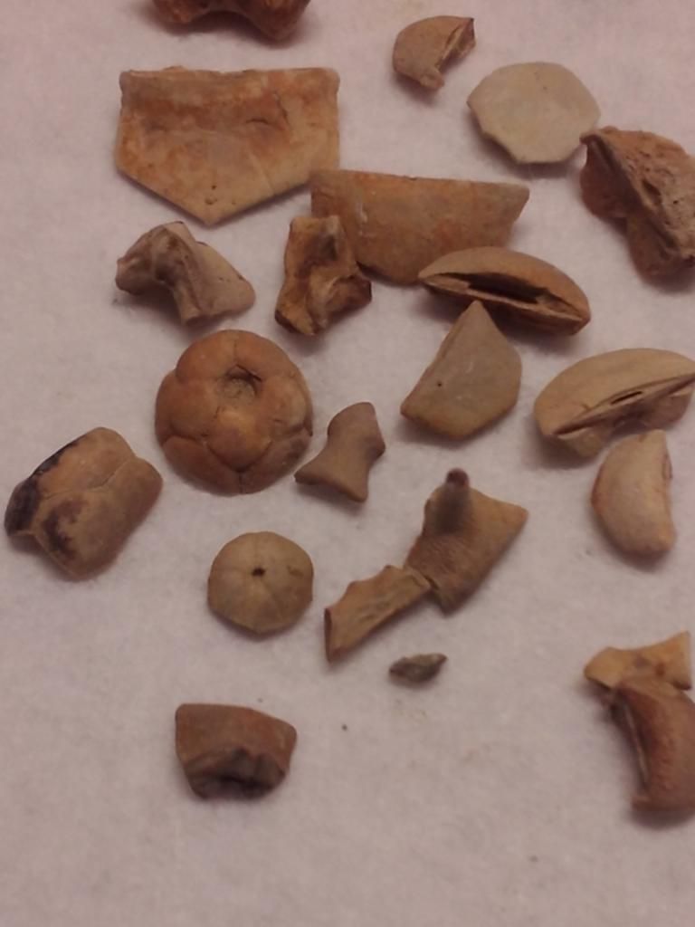 Mineral Wells/lake Jacksboro Trip Fossil Hunting Trips The Fossil Forum